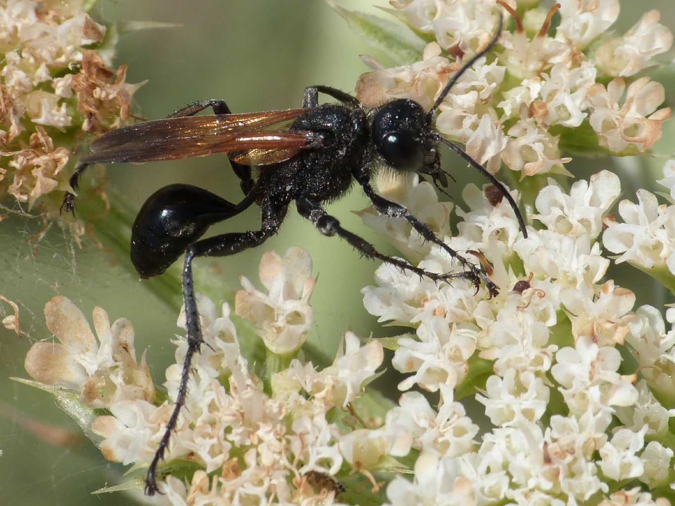 Sphecidae: Prionyx subfuscatus, maschio e femmina